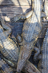 Fototapeta na wymiar many crocodiles , large crocodiles, cambodia