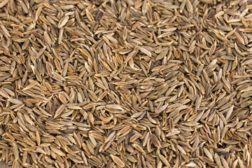Zira or cumin - seeds