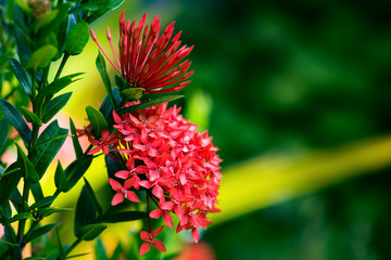 Ixora coccinea tropical flower Trinidad and Tobago gardening 
