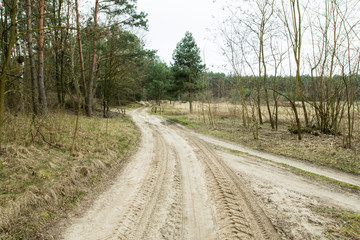 Fototapeta na wymiar The road through the forest