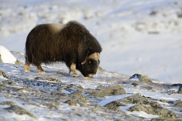 Winter Musk Ox