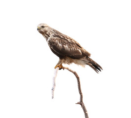 rough-legged hawk on branch