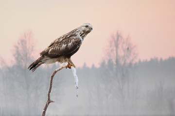 rough-legged hawk on branch