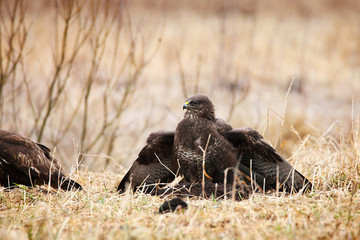 common buzzard sitting in grass