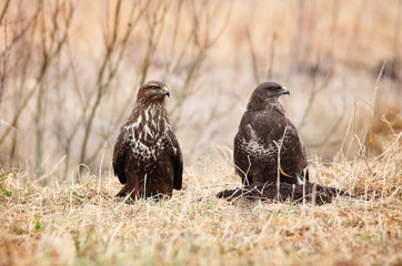two common buzzards sitting in grass