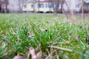 Earth day. The sprout reaches for the sky. Background with copy space