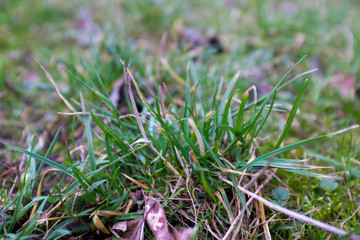 Earth day. The sprout reaches for the sky. Background with copy space