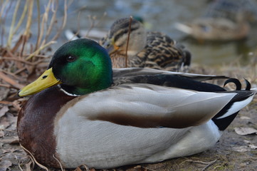 Duck
