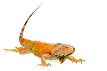 Obraz premium Orange green iguana isolated on white background