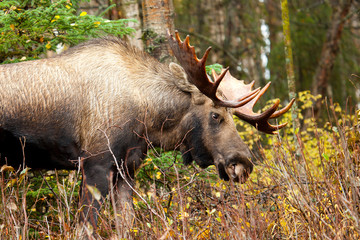 Moose Bull with big antlers eating, Male, Alaska, USA