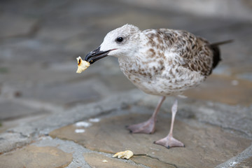 Herring Gull eats a piece of bread standing on the sidewalk. Shallow depth of field. Selective focus.