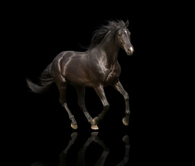Fototapeta na wymiar isolate of the black horse run