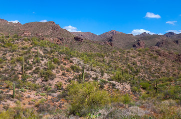 Fototapeta na wymiar Arizona-Superstition Mountain Wilderness-Dutchman Trail