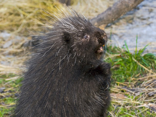 North American porcupine