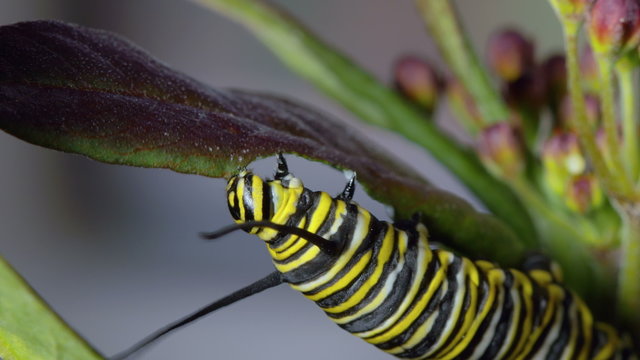 Monarch Caterpillar Eating Milkweed Plant Sap. 4k