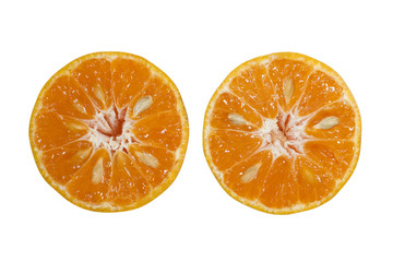 Orange honeysuckle species