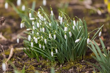 Snowdrops flowers blooming