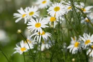 Fototapeta premium Scenless false mayweed, Tripleurospermum perforatum