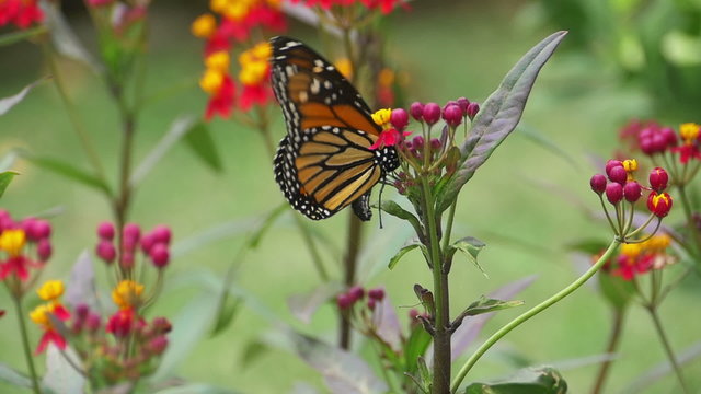 Monarch Butterfly Laying Eggs in Milkweed Plant Slow Motion 96fps