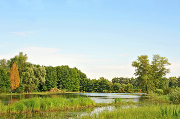 Poplar tree over lake