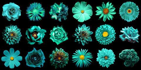 Mix collage of natural and surreal turquoise flowers 18 in 1: peony, dahlia, primula, aster, daisy,...