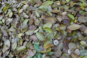 Dry leaf that pile up