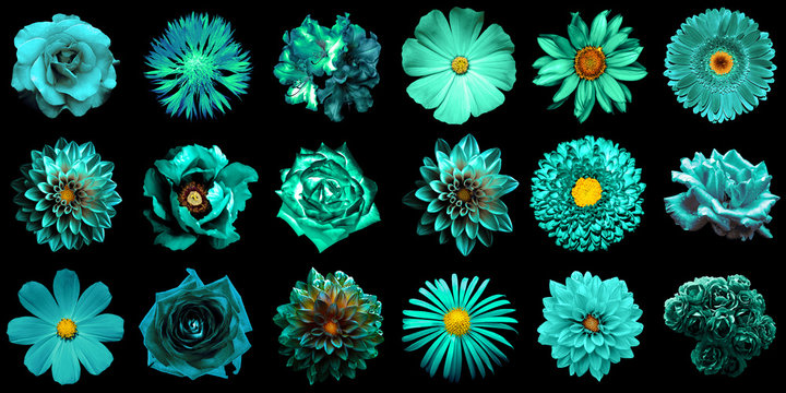Fototapeta Mix collage of natural and surreal turquoise flowers 18 in 1: peony, dahlia, primula, aster, daisy, rose, gerbera, clove, chrysanthemum, cornflower, flax, pelargonium isolated on black
