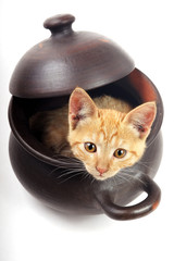 kitten looking out from a clay pan with cap