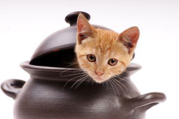 kitten looking out from a clay pan with cap