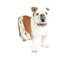 Happy Bulldog Standing Open Mouth