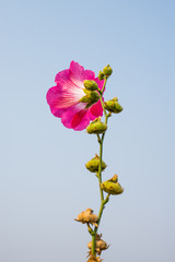 Obraz na płótnie Canvas Flower pink blooming with sky background
