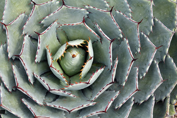 Closeup of an Agave Plant