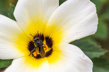 Fototapeta na wymiar Abelha silvestre coletando pólen na flor.