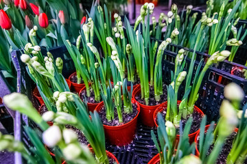 Industrial cultivation of flowers in greenhouse