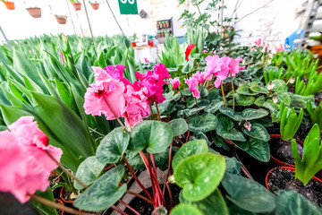 Industrial cultivation of flowers in greenhouse