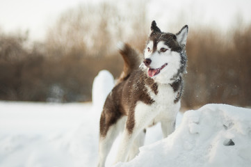 Brown siberian husky in the snow