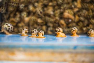 spotted babylon shellfish top view