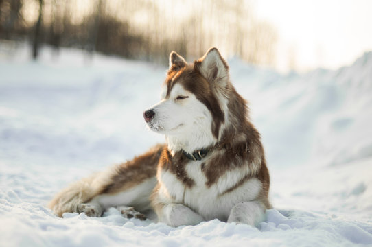 Brown siberian husky laying in the snow