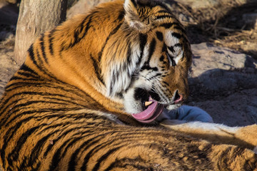 Tiger Licking