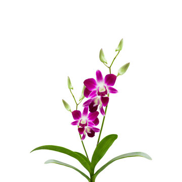 Beautiful Purple orchid flower on white background, with clippin