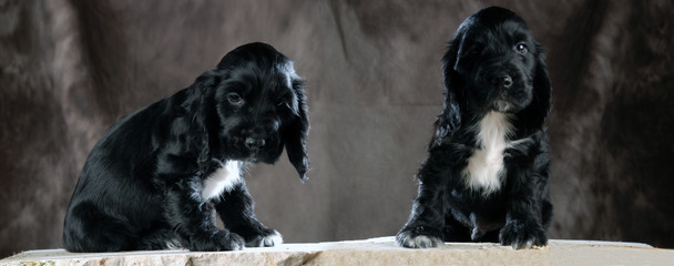Cagnolini gemelli © Lionello Rovati