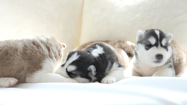 Cute siberian husky puppies lying on white bed under sunlight
