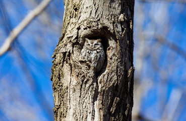Obraz premium Eastern Screech Owl. This species is native to most wooded environments of its distribution and has adapted well to manmade development, although it frequently avoids detection.