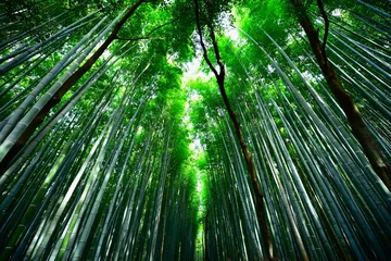 Foto auf Leinwand Bambuswald © Naoki Furuuchi