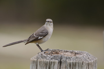 Mockingbird perched on post looking forward Landscape