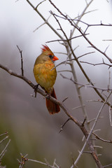 Young Female Cardinal Portrait