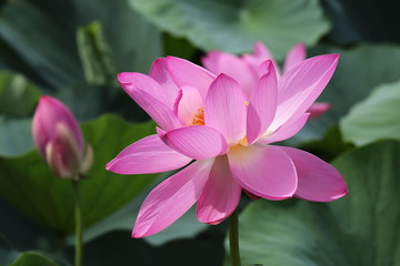 Fototapeta premium lotus flower