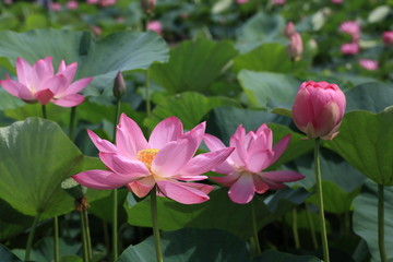 Obraz premium lotus flower