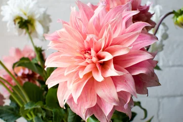 Papier peint photo autocollant rond Dahlia Close up of pink dahlia in a bunch of flowers against a white brick wall