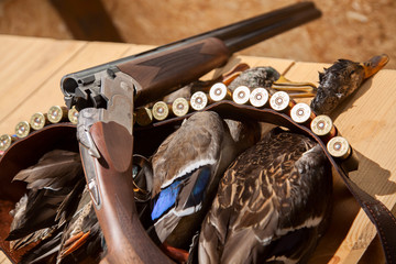 Hunting shotgun shells and a duck